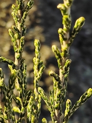 Ozothamnus cupressoides