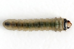 Metallus pumilus