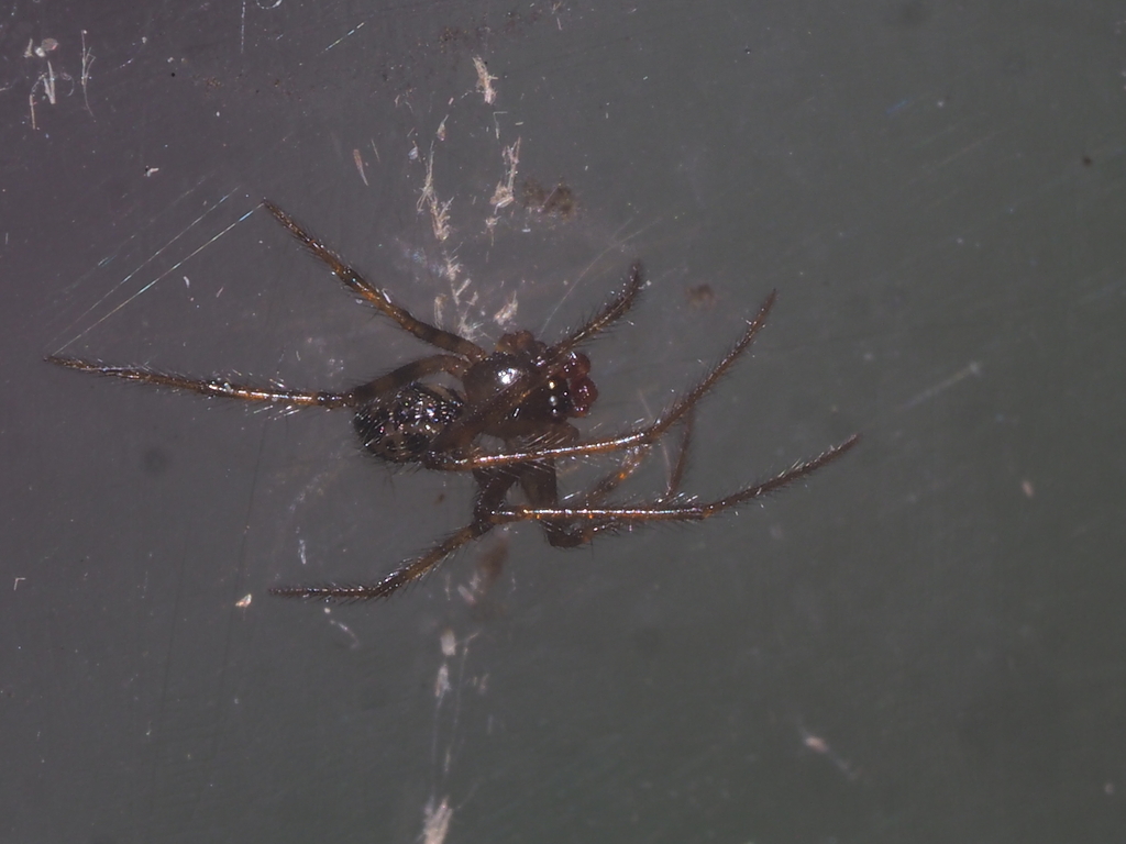 Spinembolia clabnum