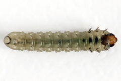 Metallus pumilus