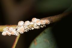 Eriococcus