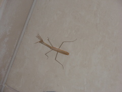 Hypsicorypha gracilis