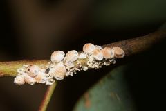 Eriococcus