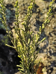 Ozothamnus cupressoides