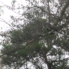 Streptopelia chinensis