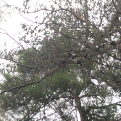 Streptopelia chinensis