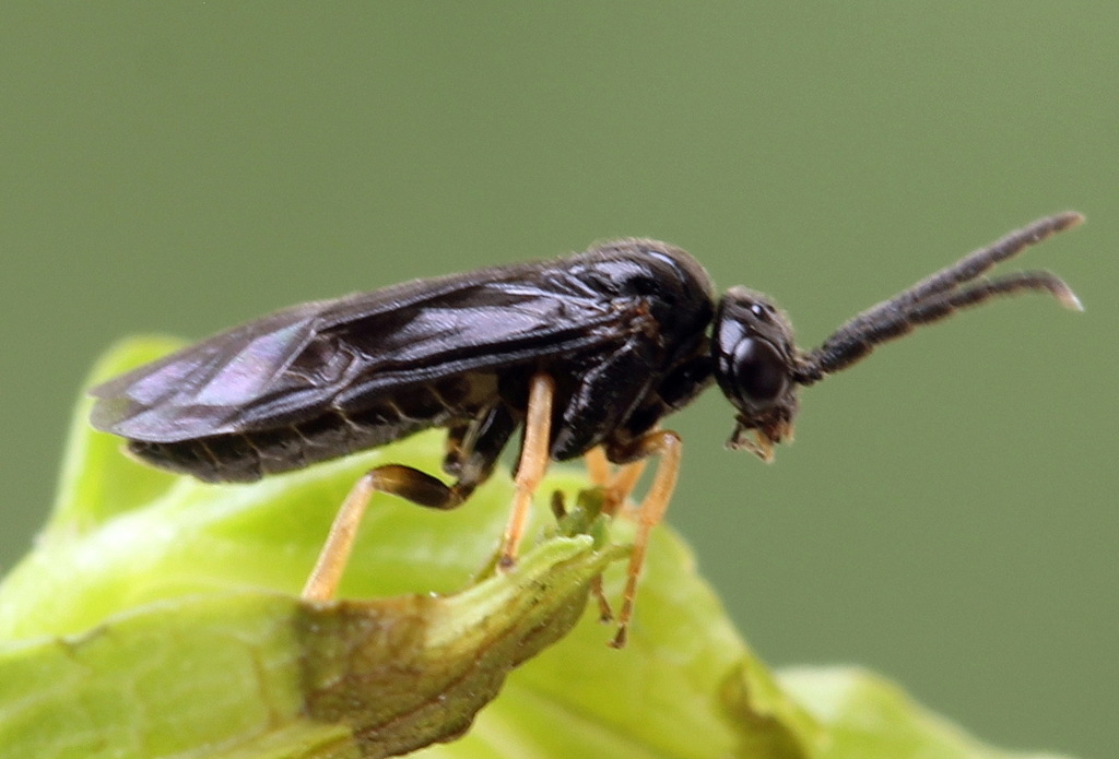 Small Raspberry Mining Sawfly