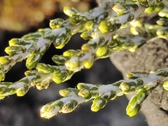 Ozothamnus cupressoides