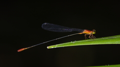 Teinobasis rufithorax