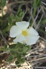 Thunbergia atriplicifolia