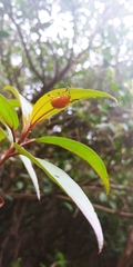 Podontia lutea
