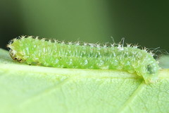 Monardis plana