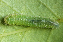 Monardis plana