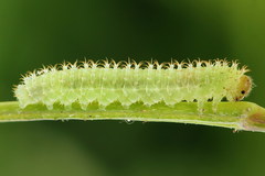 Monardis plana