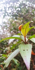 Podontia lutea