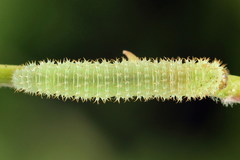 Monardis plana