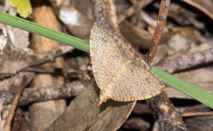 Chrysolarentia insulsata