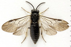 Monardis plana