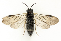 Monardis plana