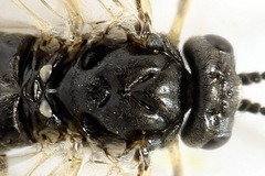 Monardis plana