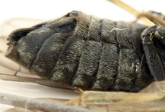 Monardis plana