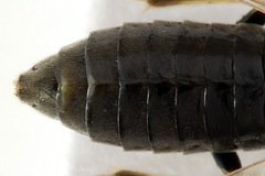 Monardis plana