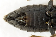 Monardis plana