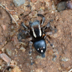 Stenaelurillus guttiger