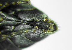 Monardis plana