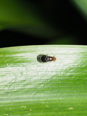 Depressa striatipennis