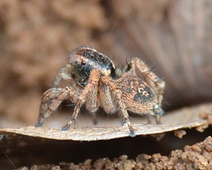 Stenaelurillus guttiger