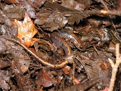 Onychodactylus japonicus