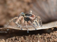 Stenaelurillus guttiger