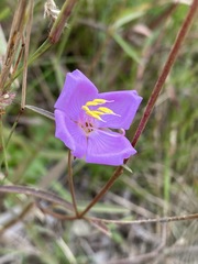 Osbeckia chinensis