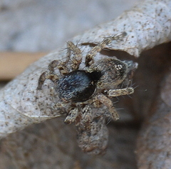 Stenaelurillus guttiger