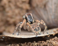 Stenaelurillus guttiger