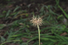 Microseris scapigera