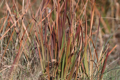 Typha capensis