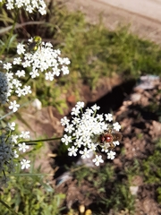 Ammi