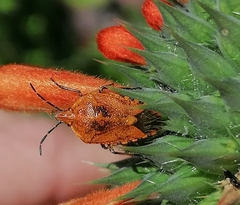 Agonoscelis venosa