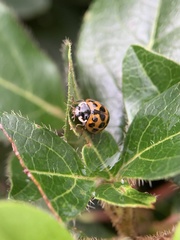 Harmonia axyridis