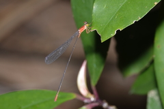 Teinobasis rufithorax