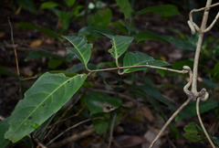 Salacia disepala