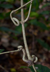 Salacia disepala