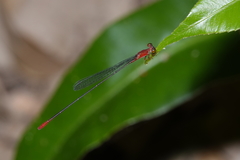 Teinobasis rufithorax