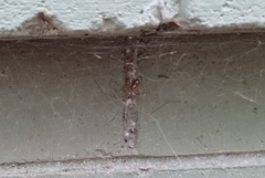 Smeringopus pallidus