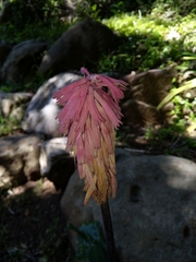 Veltheimia