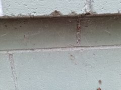 Smeringopus pallidus