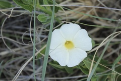 Thunbergia atriplicifolia