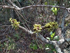 Erythroxylum tortuosum